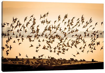 Flock Of Shorebirds Canvas Art Print - Mateusz Piesiak