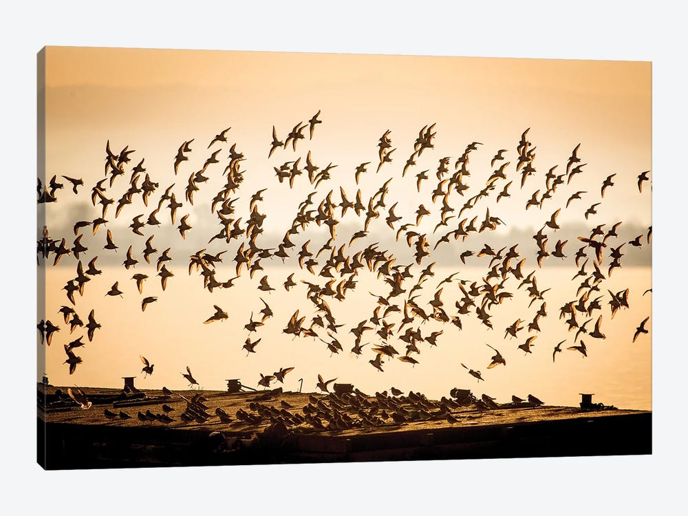 Flock Of Shorebirds by Mateusz Piesiak 1-piece Canvas Artwork