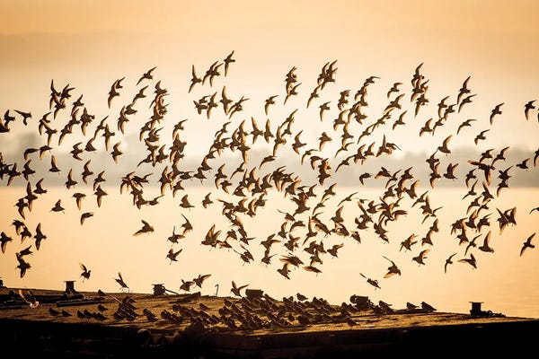 Mateusz Piesiak: Flock Of Shorebirds by Mateusz Piesiak