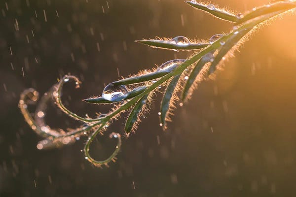 Mateusz Piesiak: Summer Rain II by Mateusz Piesiak