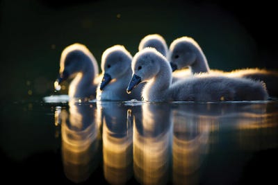 Arm In Arm by Mateusz Piesiak canvas print