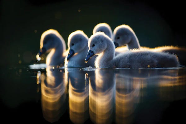 Mateusz Piesiak: Arm In Arm by Mateusz Piesiak