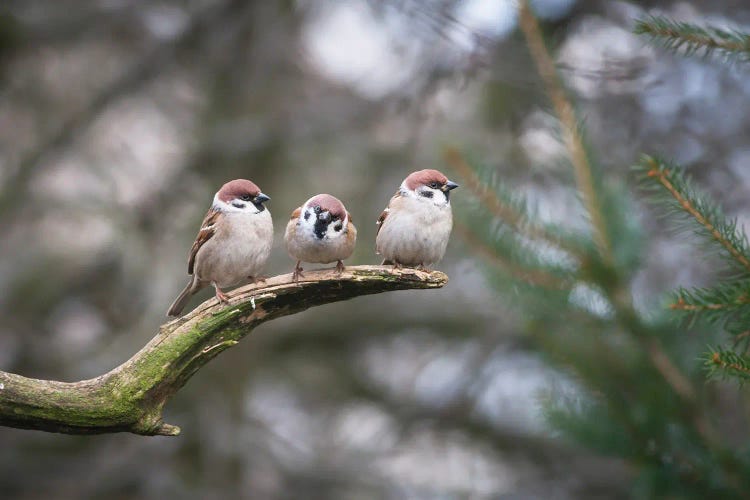 House Sparrows