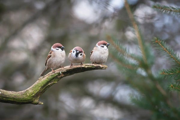 Mateusz Piesiak: House Sparrows by Mateusz Piesiak