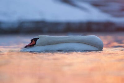 Swan by Mateusz Piesiak canvas print