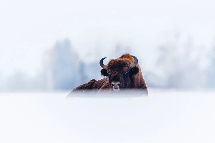 Winter Bison