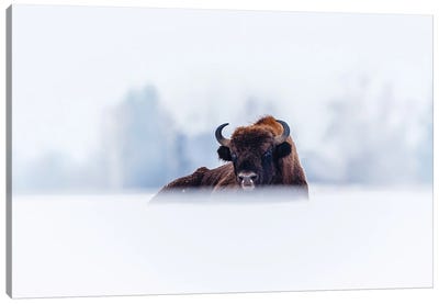 Winter Bison Canvas Art Print - Mateusz Piesiak