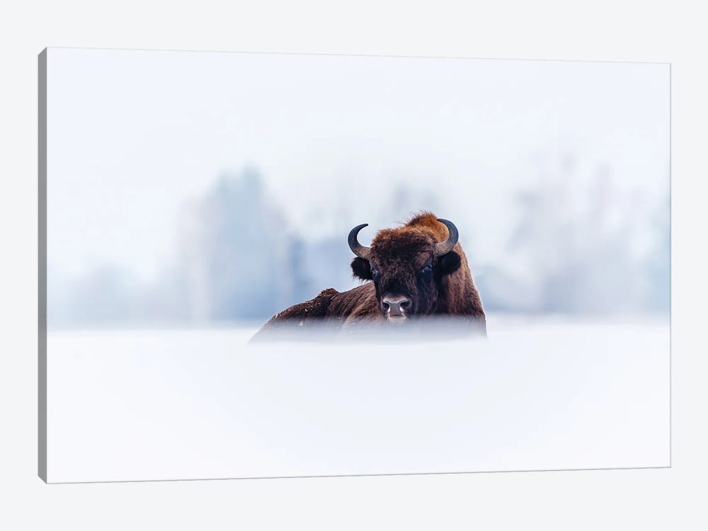 Winter Bison by Mateusz Piesiak 1-piece Canvas Artwork