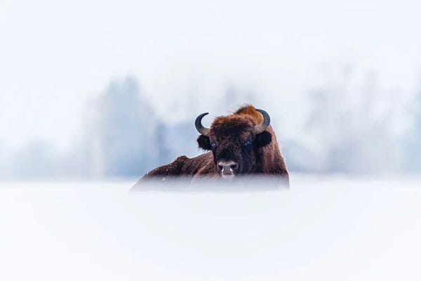 Mateusz Piesiak: Winter Bison by Mateusz Piesiak
