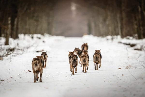 Mateusz Piesiak: Wolves II by Mateusz Piesiak