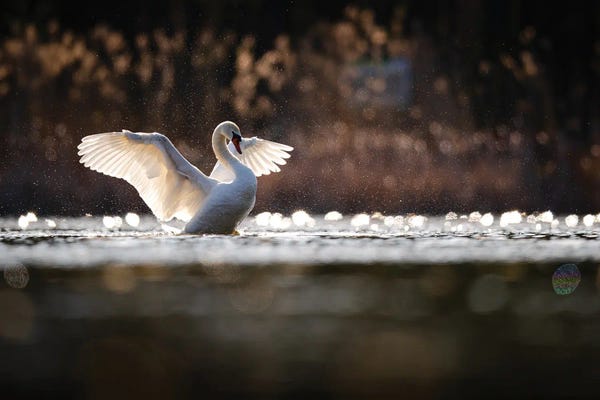 Mateusz Piesiak: Mute Swan by Mateusz Piesiak
