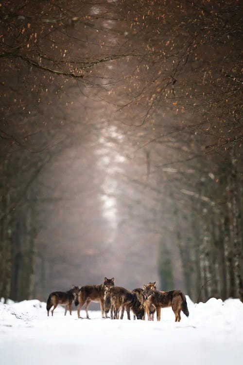 Wolves by Mateusz Piesiak wall art