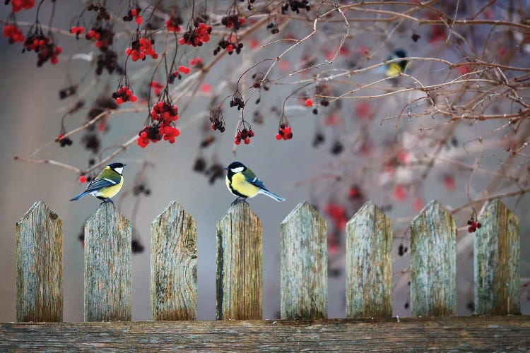Under The Guelder Rose by Mateusz Piesiak wall art