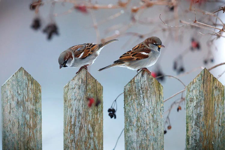 House Sparrows