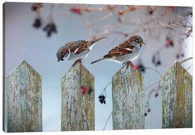 House Sparrows Canvas Art Print - Sparrow Art