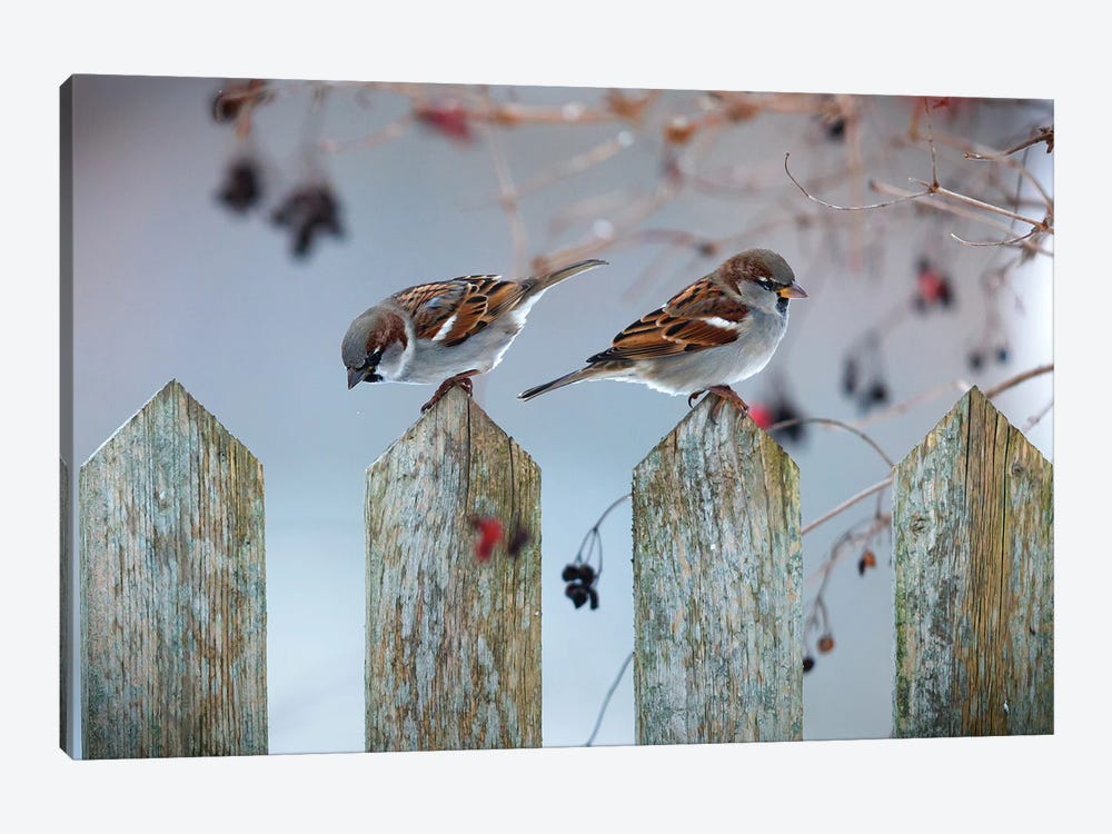 House Sparrows by Mateusz Piesiak 1-piece Art Print