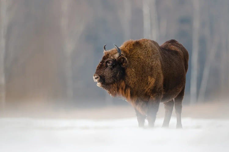 Bison II