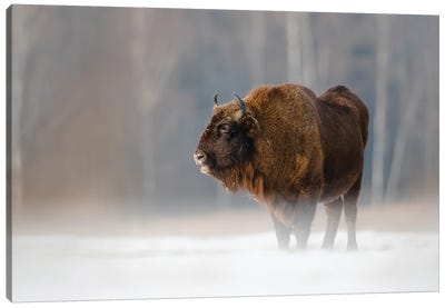 Bison II Canvas Art Print - Bison & Buffalo Art