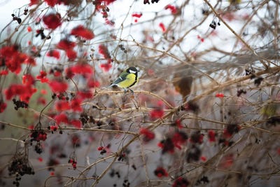 Yellow In Red by Mateusz Piesiak framed canvas print