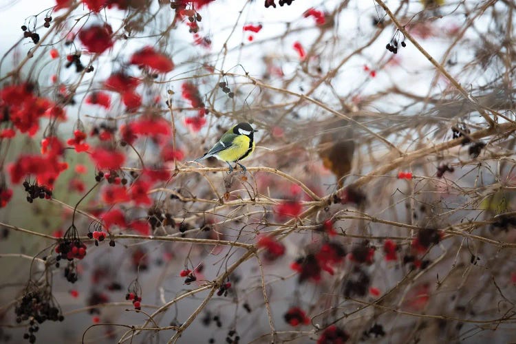 Yellow In Red