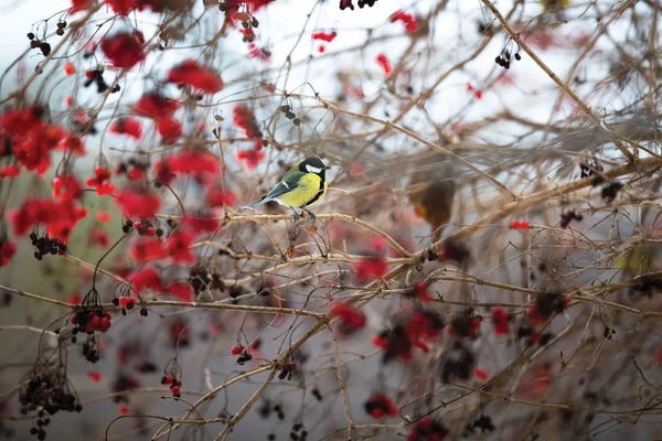 Mateusz Piesiak: Yellow In Red by Mateusz Piesiak