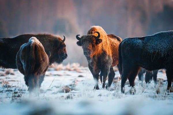 Mateusz Piesiak: First Rays Of The Sun by Mateusz Piesiak