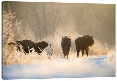 Bison In Winter Landscape Canvas Art Print