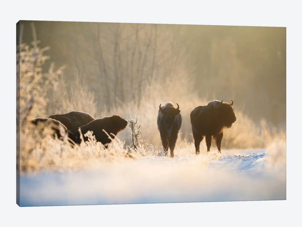 Bison In Winter Landscape by Mateusz Piesiak 1-piece Art Print