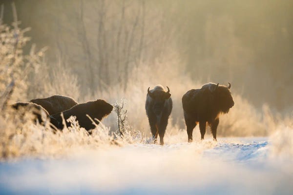 Mateusz Piesiak: Bison In Winter Landscape by Mateusz Piesiak