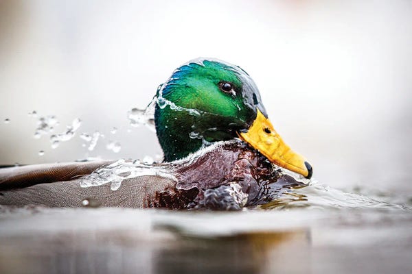 Mateusz Piesiak: The Veil by Mateusz Piesiak