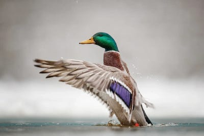 Male Mallard by Mateusz Piesiak canvas print