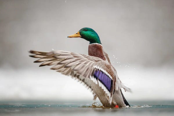 Mateusz Piesiak: Male Mallard by Mateusz Piesiak