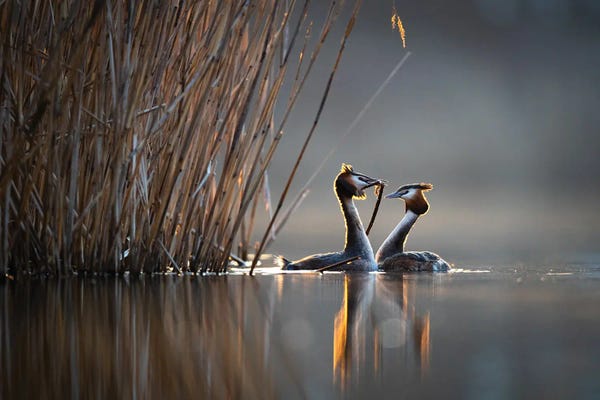 Mateusz Piesiak: Courtships I by Mateusz Piesiak