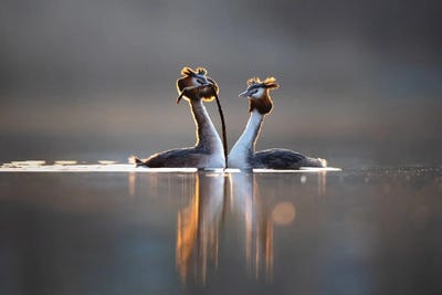 Courtships II by Mateusz Piesiak canvas print