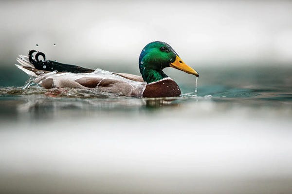 Mateusz Piesiak: Winter Mallard by Mateusz Piesiak