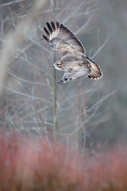 Flying Buzzard
