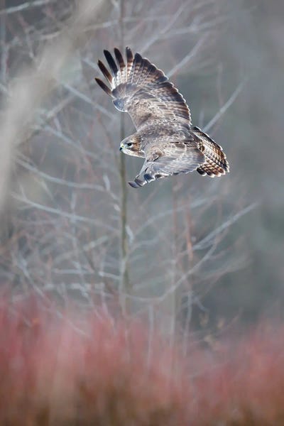 Mateusz Piesiak: Flying Buzzard by Mateusz Piesiak