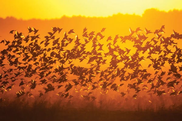 Mateusz Piesiak: Murmuration by Mateusz Piesiak