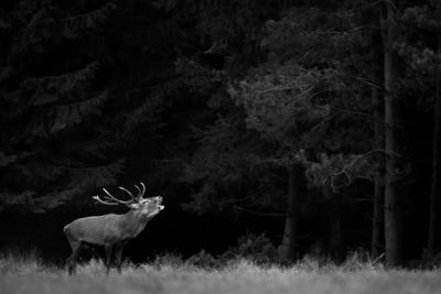 Red Deer B&W by Mateusz Piesiak canvas print