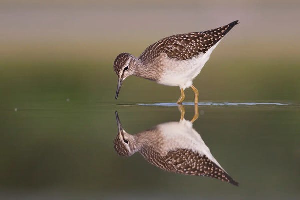 Mateusz Piesiak: Mirror by Mateusz Piesiak