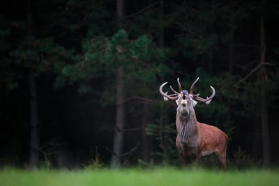 King Of The Forest by Mateusz Piesiak framed canvas print
