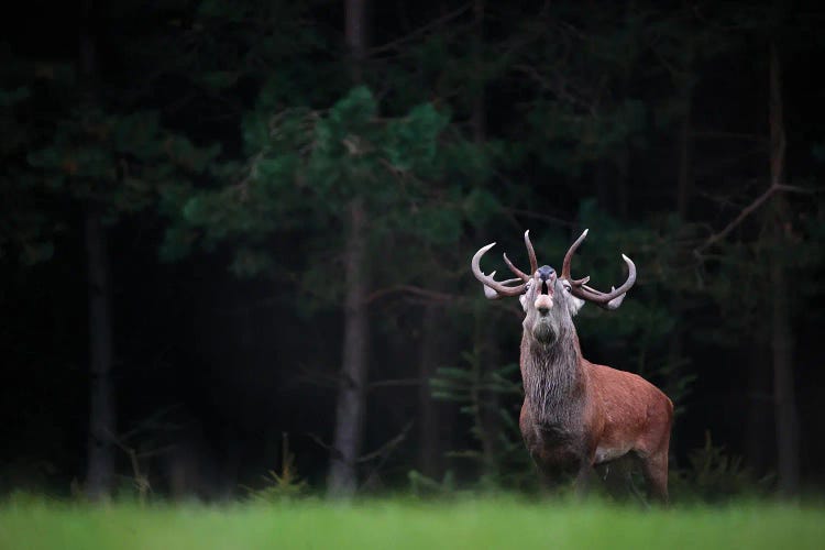 King Of The Forest