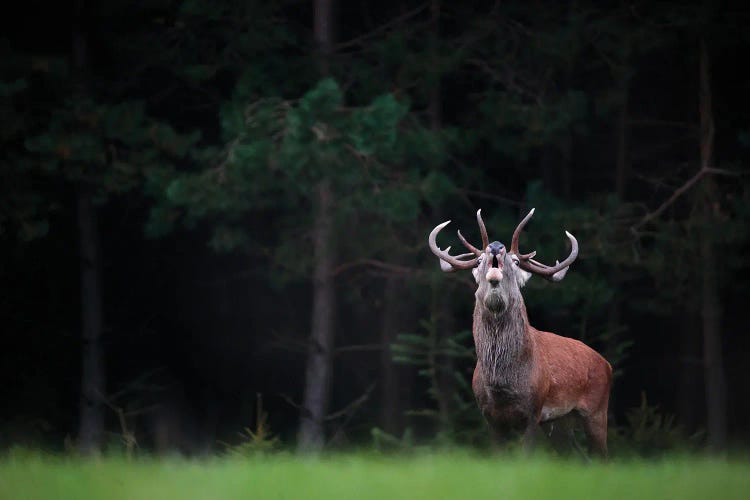 King Of The Forest by Mateusz Piesiak wall art