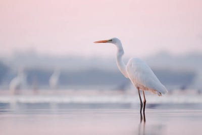 Pastel Egret by Mateusz Piesiak framed canvas print