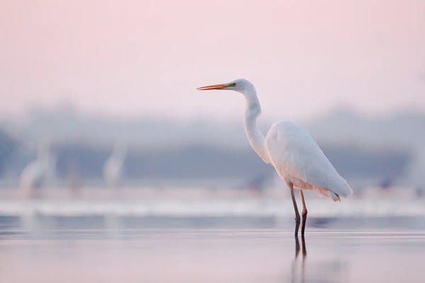 Egrets: Pastel Egret by Mateusz Piesiak
