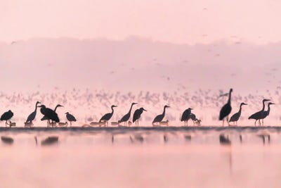 Life At The Pond by Mateusz Piesiak canvas print