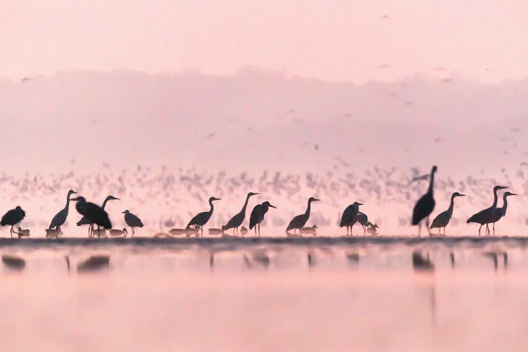 Life At The Pond