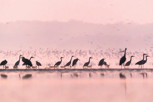 Mateusz Piesiak: Life At The Pond by Mateusz Piesiak