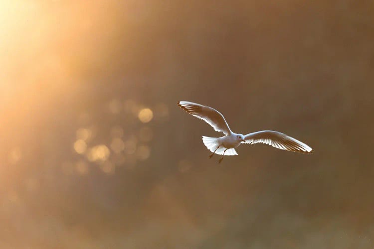 Black-Headed Gull At Sunrise