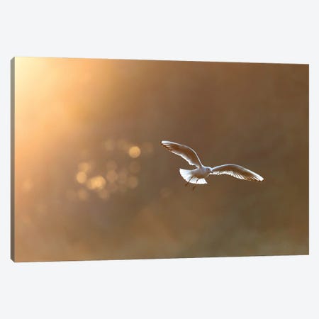 Black-Headed Gull At Sunrise Canvas Print #MTU142} by Mateusz Piesiak Canvas Print